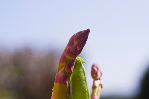 Asparagus Spears