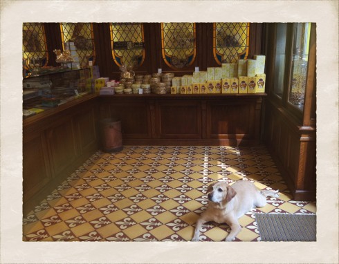 Paris dog in chocolate shop