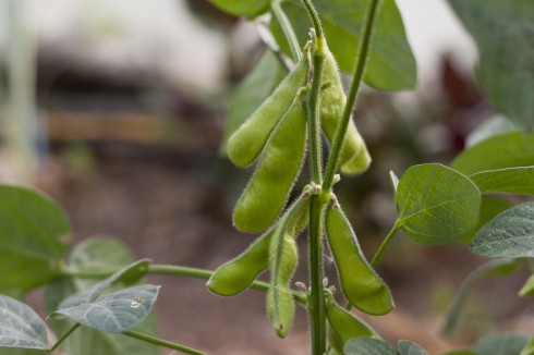 Edamame beans growing at Yamashita's farm