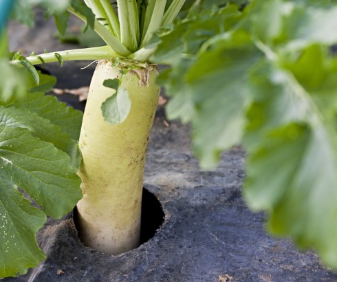 The famed vegetable: Kabu – a Japanese turnip, growing at Yamashita's farm